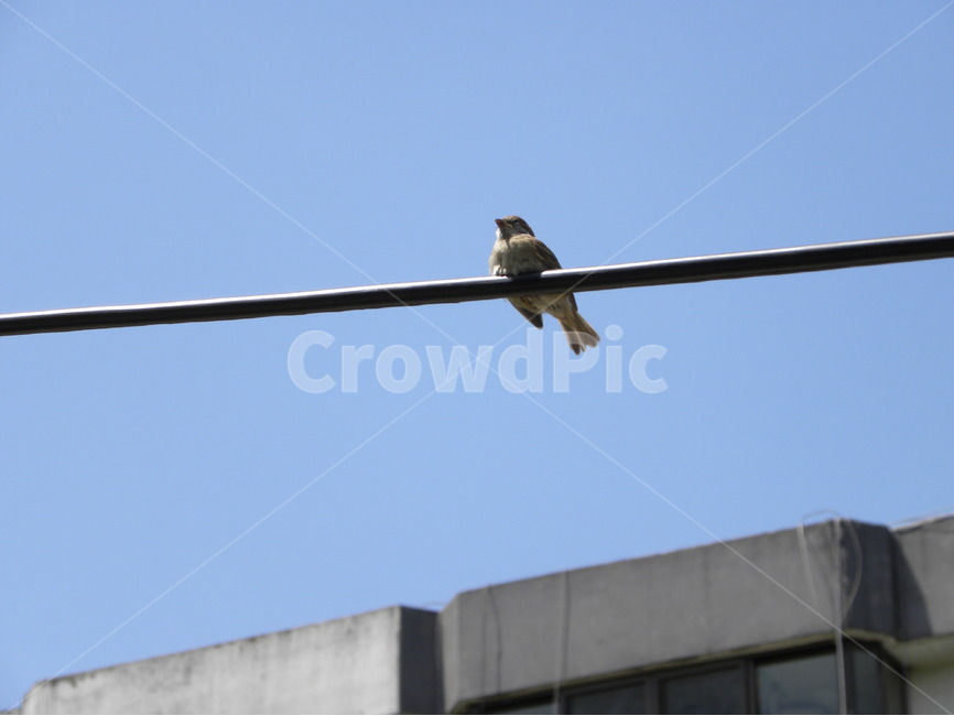 참새,전선,케이블,전기줄,도시,sparrow,wire,cable,city,동물,animal,조류,새,birds