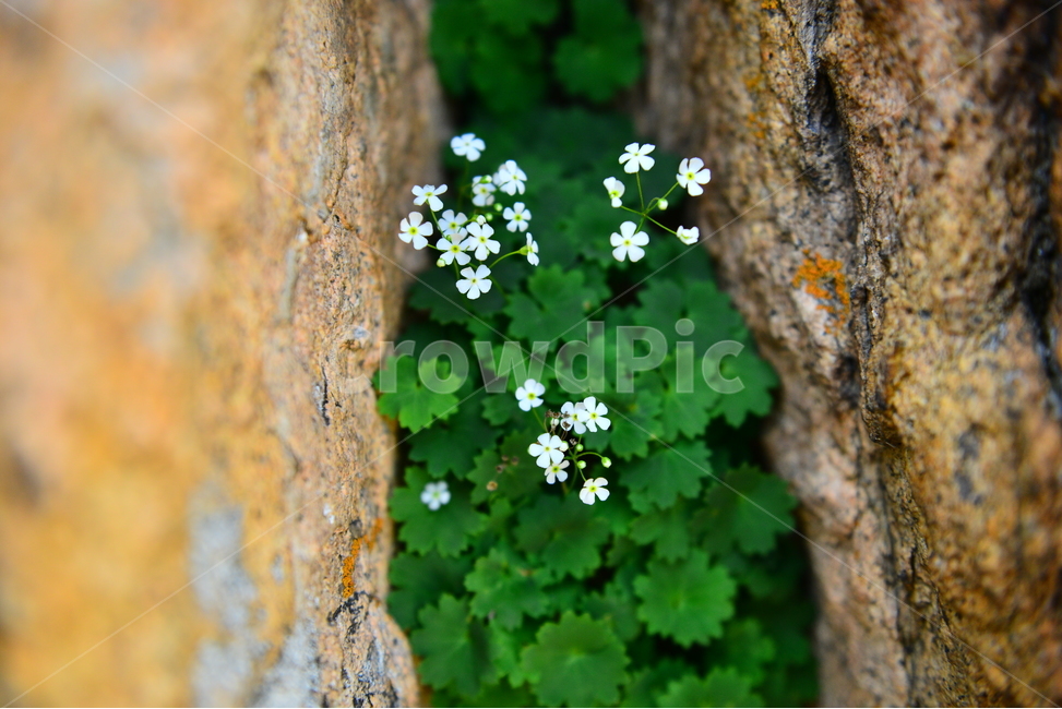 설악산,야생화,꽃,금강봄맞이,봄,식물,자연,plants,nature,꽃,flower