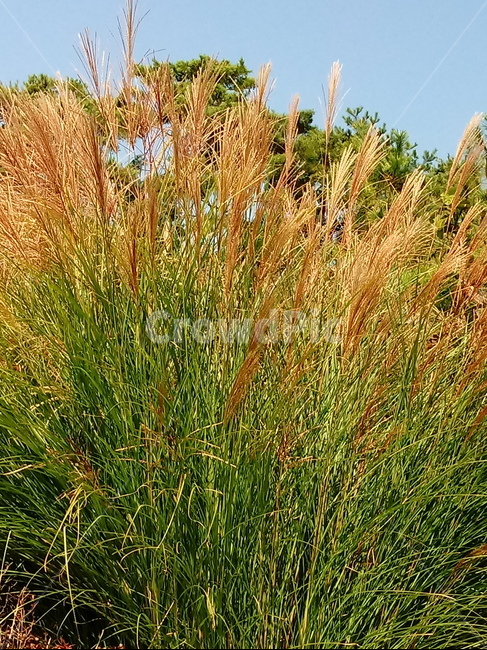 갈대,식물,reed,벼과,여러해살이풀,plant,겸가,노위,문견초,위근,위경,식물,자연,plants,nature