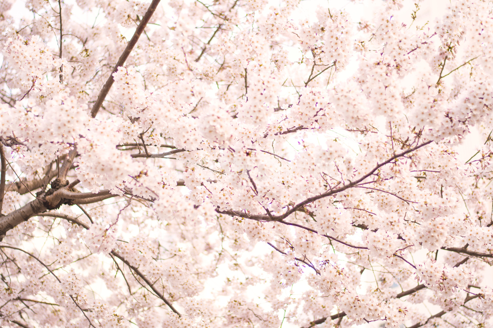 plant,식물,blossom,꽃,flower,벚꽃,cherryblossom,봄배경,분홍색,가득찬,배경,위로본