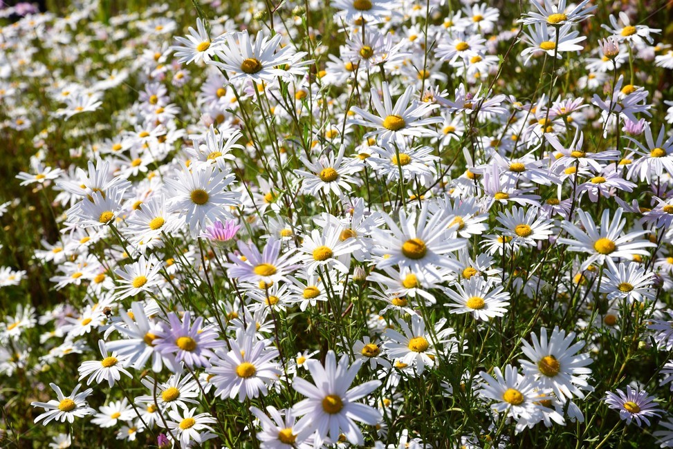 구절초,데이지,흰꽃,들국화,가을꽃,식물,흰색꽃,플라워,식물,자연,plants,nature,꽃,flower