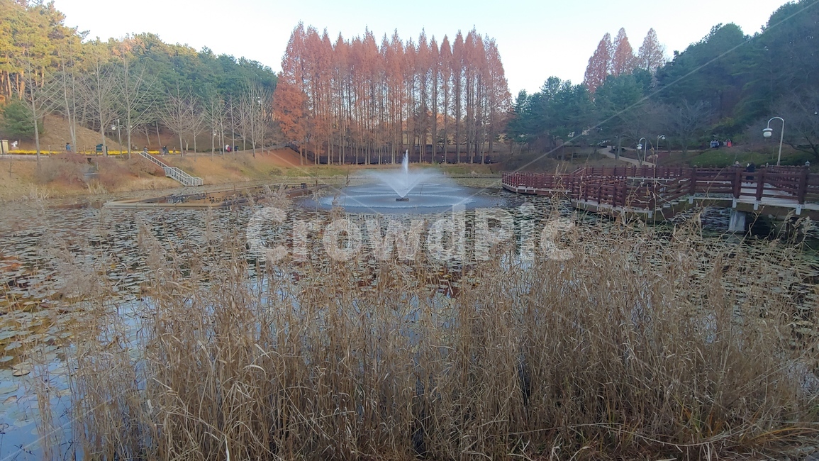 청남대,대통령별장,grass,plant,식물,tree,나무,lawn,잔디,lake