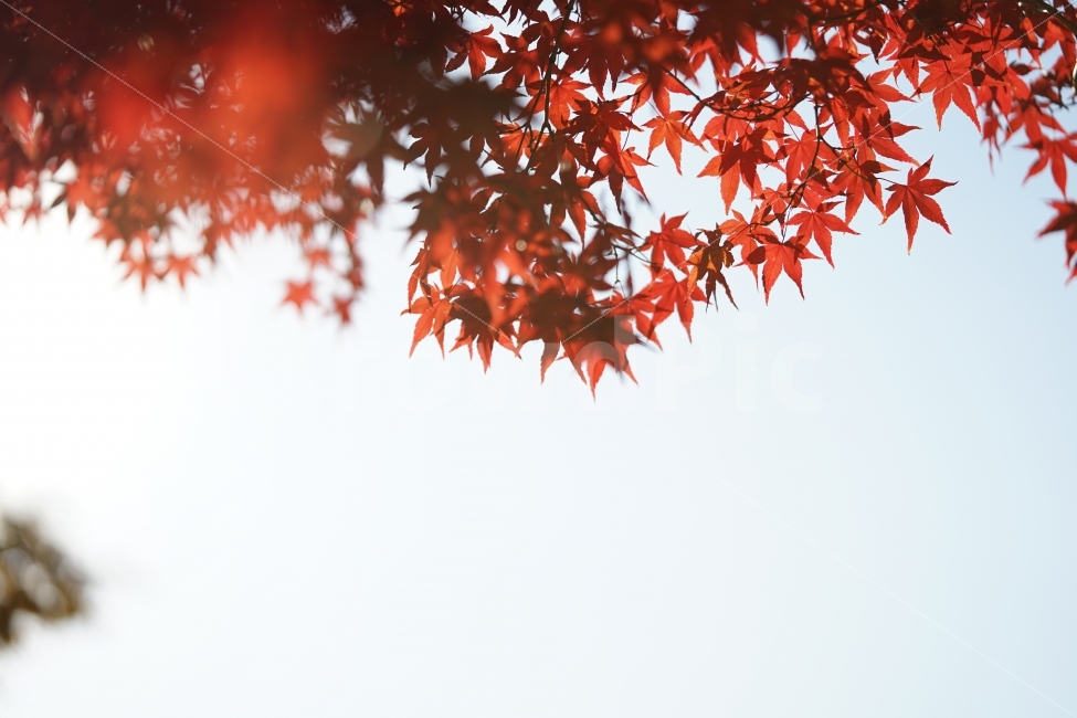 	단풍,가을,계절,자연,감성,감성사진,레드,빨강,풍경,식물,잎,잎새,느낌,풍경사진,가을사진,가을풍경,가을,계절,fall,autumn,season,식물,자연,plants,nature,감성,sensible,feeling,plant,leaf,tree,나무