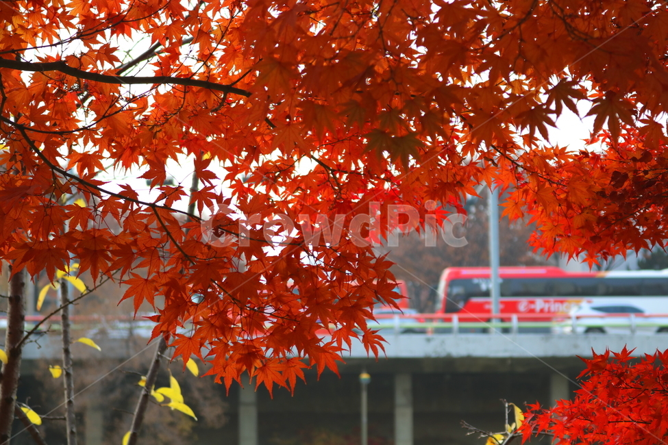 나무,단풍,단풍나무,식물,가을,자연,가을,계절,fall,autumn,season,식물,자연,plants,nature,leaf,잎,plant,tree,maple