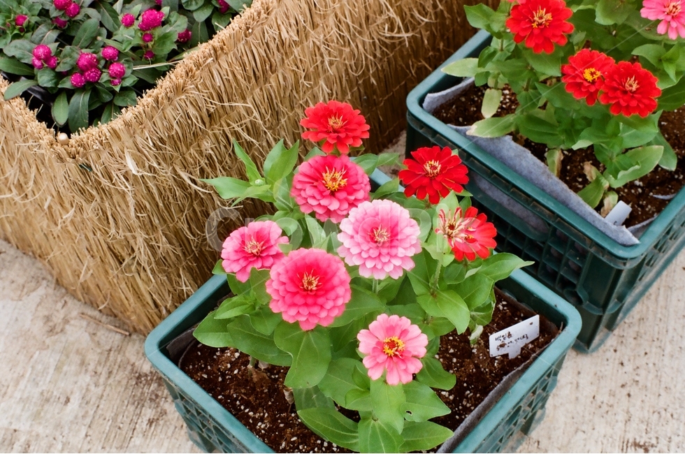 백일홍,꽃,분홍색,flower,붉은색,그라데이션,빨간색,흙,잎사귀,꽃,flower,실내용화초,화분,화초,house plant