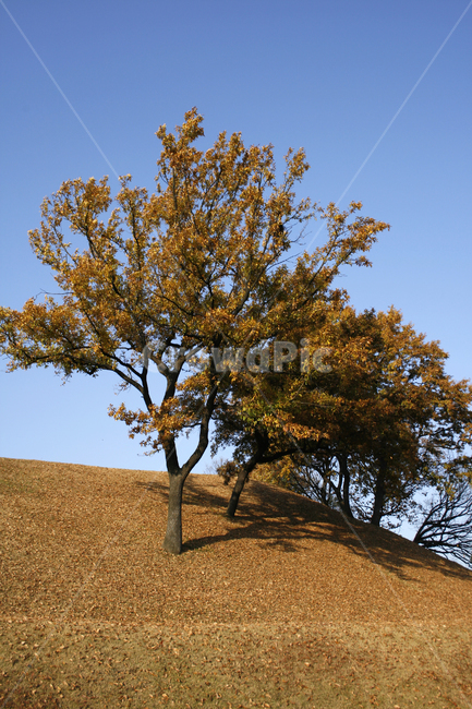 가을,단풍,풍경,나무,하늘,가을,계절,fall,autumn,season,plant,식물,tree,field,들,grassland,목초지,outdoors,옥외,tree trunk,나무 줄기