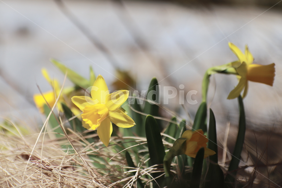 plant,식물,flower,blossom,꽃,수선화,봄,식물,자연,plants,nature,꽃,flower