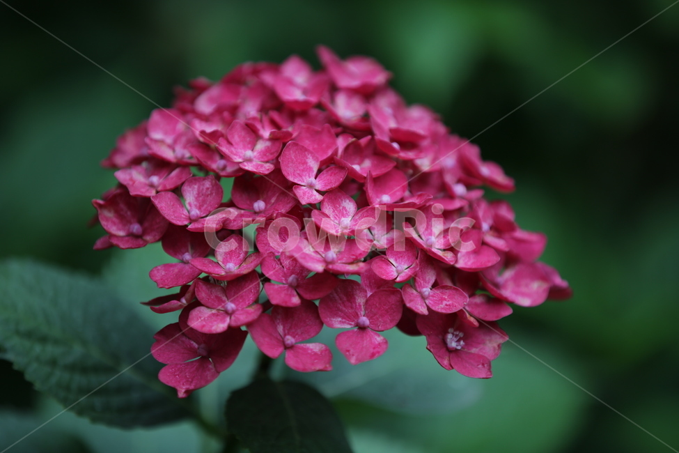 수국,Bigleafhydrangea,쌍떡잎식물,장미목,낙엽관목,수국꽃,식물,자연,plants,nature,꽃,flower,식물,자연,plants,nature,꽃,flower