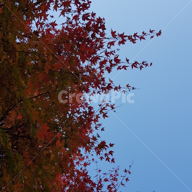 단풍,식물,나무,하늘,가을,가을,계절,fall,autumn,season,자연,풍경,nature,landscape,plant,leaf,잎,tree