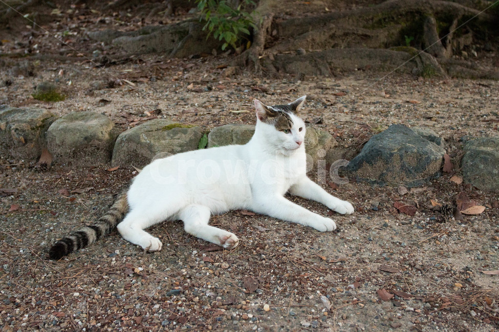 고양이,동물,길고양이,냐옹이,길거리,animal,straycat,kitty,street,동물,animal,포유류,mammal,고양이,cat,kitten,kitty