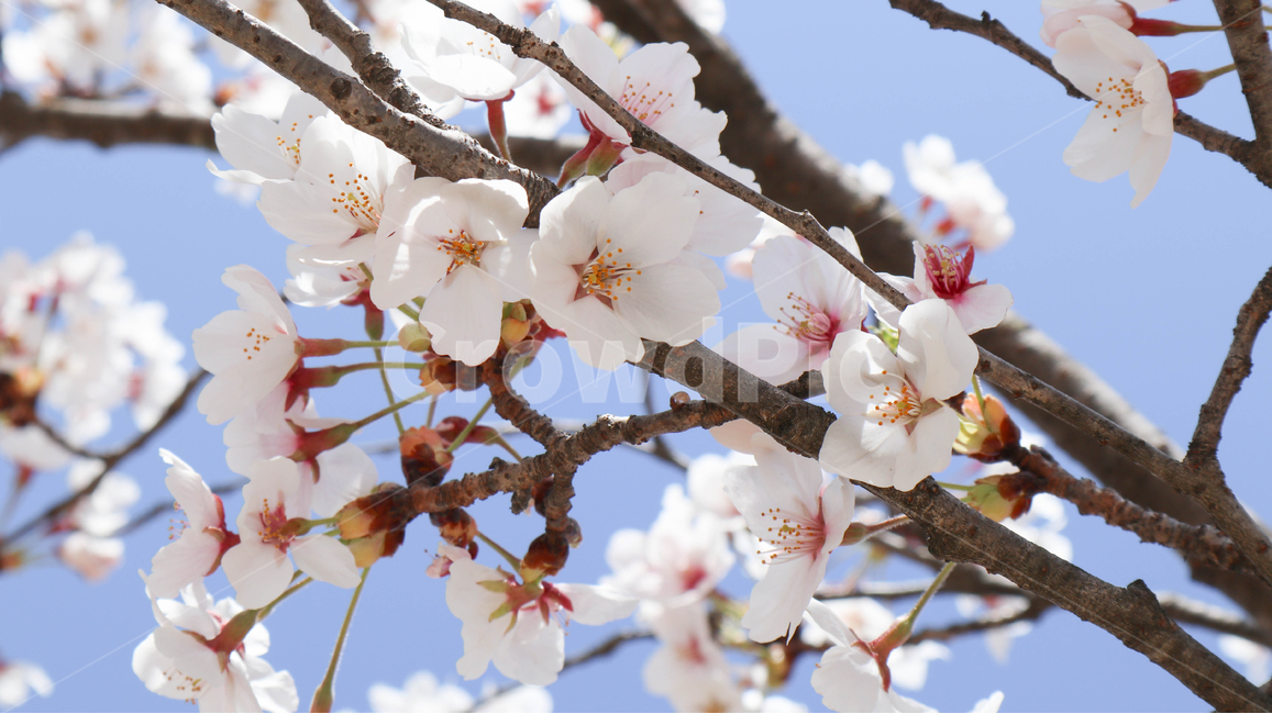 벚꽃,사쿠라,봄꽃,봄,spring,blossom,식물,plant,꽃,flower,자연,하늘,sky,skyblue,nature,cherryblossom,감성,feeling,season,공원,park,벚꽃축제,벛꽃나무,벚나무,꽃나무
