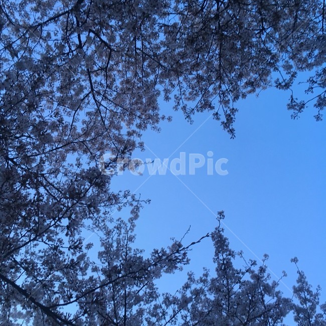 벚꽃,풍경,하늘,저녁,꽃,파랑,분홍,밝음,어두움,나무,나뭇가지,가지,계절,봄,사진