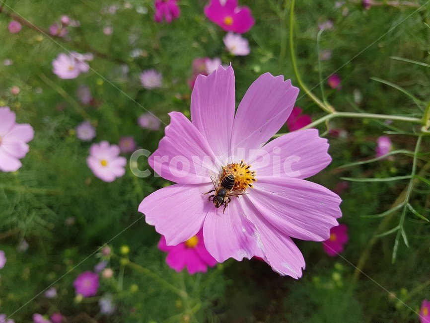 벌,bee,꿀벌,꽃,분홍색,flower,blossom,식물,자연,plants,nature,꽃,flower