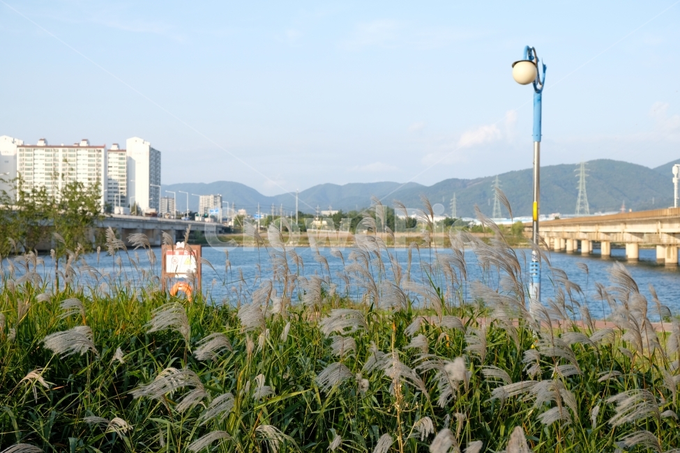 풍경,자연,갈대,가로등,강가,감성,강변,하늘,가을,가을,계절,fall,autumn,season,도시,풍경,city,landscape,한국도시풍경,한국도시경관,korea cityscape,식물,자연,plants,nature,plant,grass,잔디,water,물