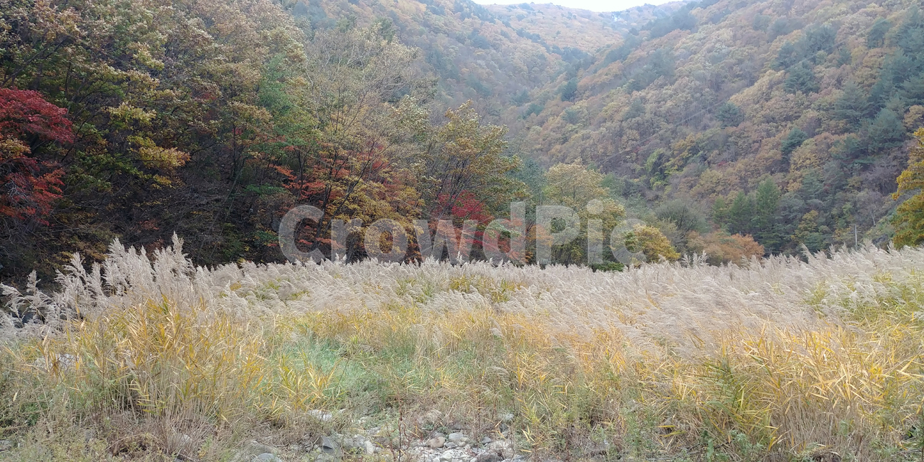 억새,갈대,단풍,가을,시내,물,나무,plant,tree,water,빨간색,노란색,노랑,빨강,울긋불긋