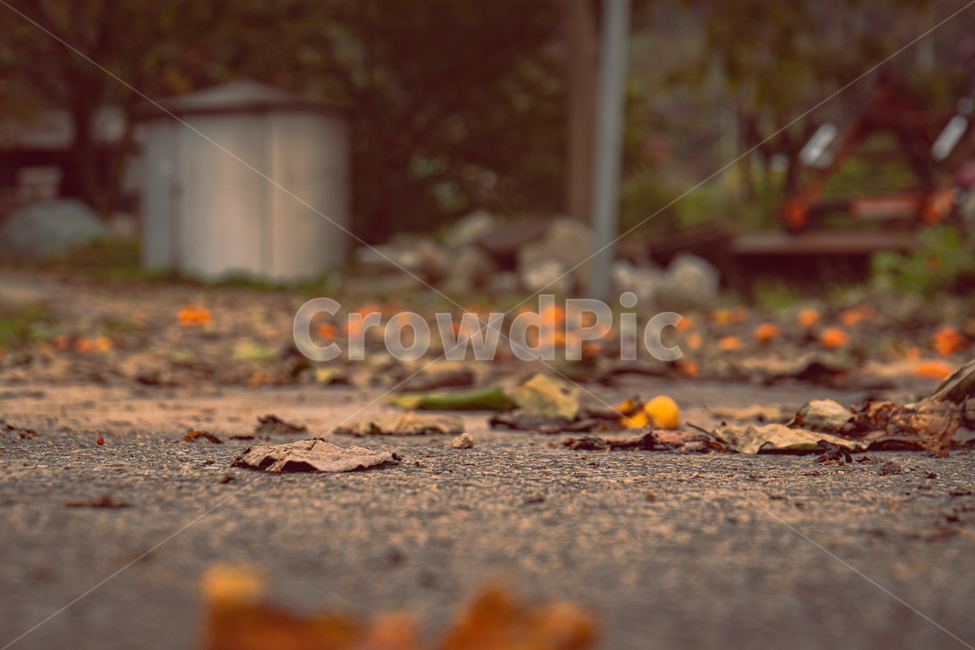 ground,바닥,tarmac,타맥,asphalt,아스팔트,가을,감성,낙엽,풍경,가을,계절,fall,autumn,season