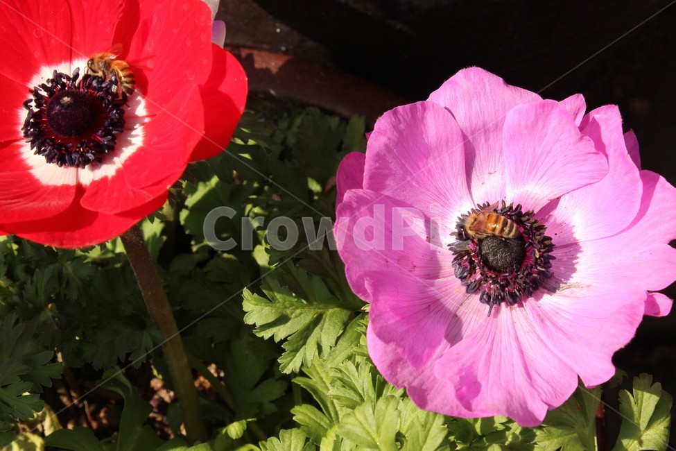 꽃,자연,nature,flowers,background,식물,자연,plants,nature,꽃,flower