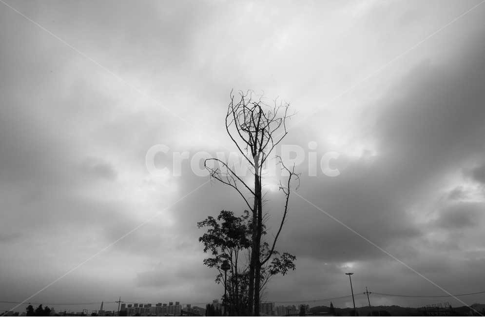 나무,자연,구름,하늘,풍경,식물,자연,plants,nature,나무,trees,wood,흑백,모노톤,monochrome,black and white