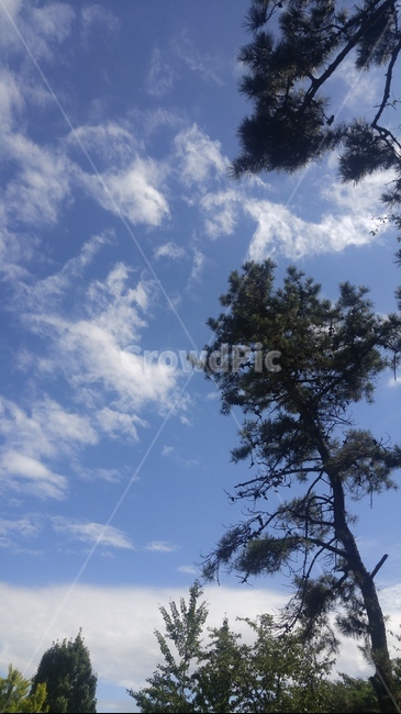 tree,나무,plant,식물,nature,자연,outdoors,옥외,하늘,맑은하늘,푸른하늘,이상,꿈,바램