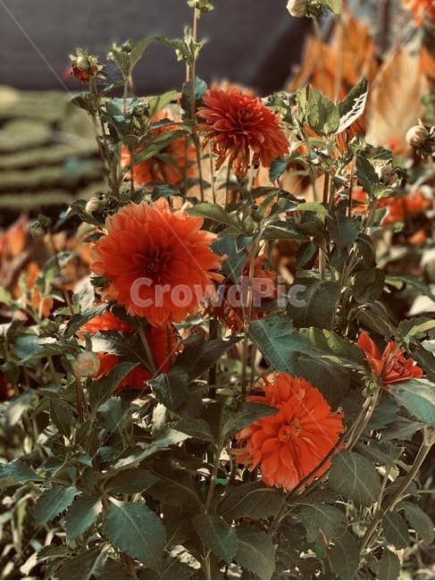 꽃,가을,감성사진,감성,식물,flower,blossom,plant,빨간꽃,자연,식물,자연,plants,nature,꽃,flower
