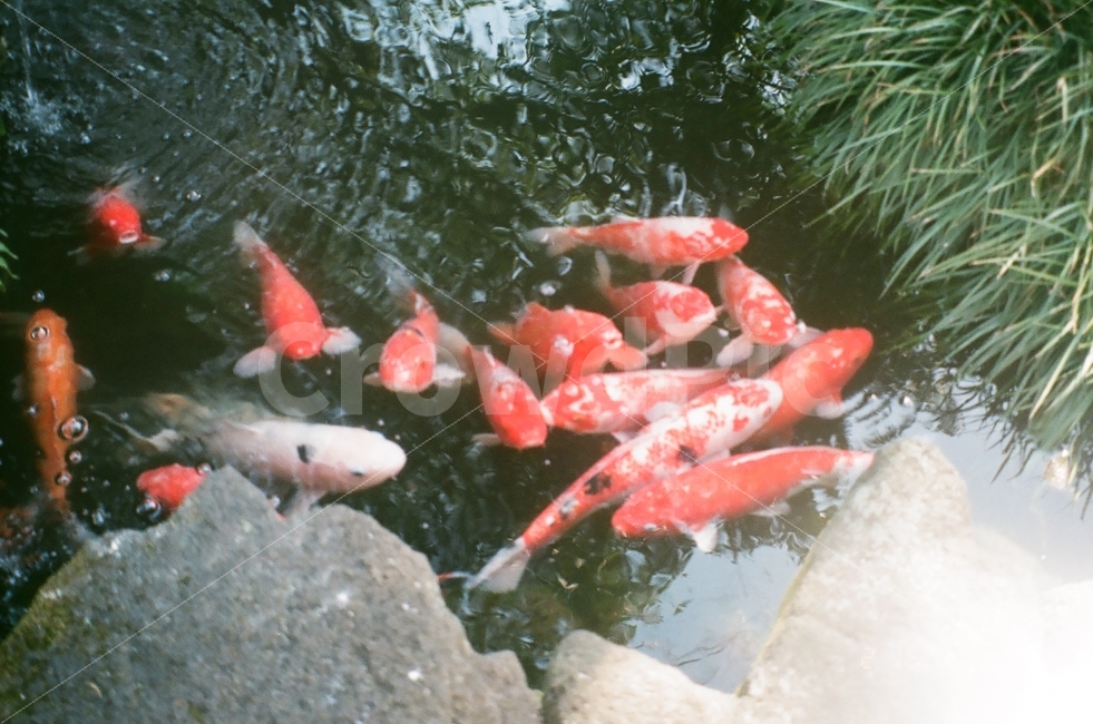 연못,물고기,제주도,필름카메라,물,자연,동물,animal,어류,물고기,fish,감성,sensible,feeling