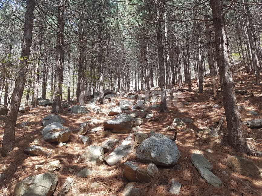고려산,강화,산책,등산,섬