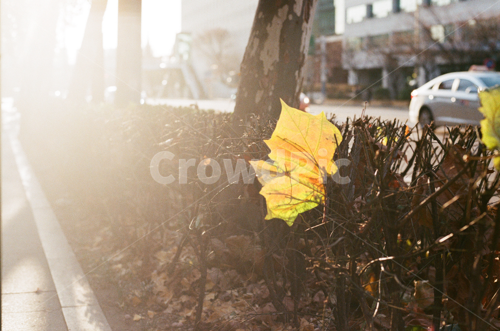 낙엽,햇빛,가로수,겨울,가을,가을,계절,fall,autumn,season,식물,자연,plants,nature,감성,sensible,feeling,휴식,힐링,rest,relaxation,healing,leaf,잎,plant,automobile,자동차,transportation,교통,car,차,vehicle,차량,tree,나무
