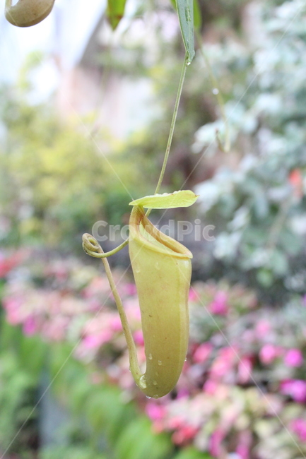 plant,식물,꽃,식충식물,우츠보트