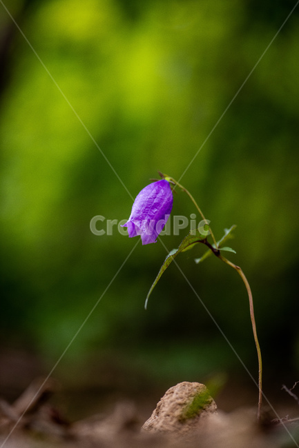 금강초롱,flower,nature,green,purple,spring,summer,blue,garden,flora,bloom,macro,pink,flowers,blossom,violet,wild,meadow,geranium,leaf,petal,grass,beauty,beautiful,field,야생화,식물,자연,plants,nature,꽃,flower