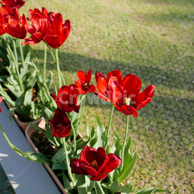 plant,식물,flower,꽃,튤립,tulips
