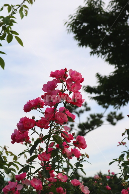 장미,장미꽃,꽃,식물,자연,분홍색장미,식물,자연,plants,nature,꽃,flower