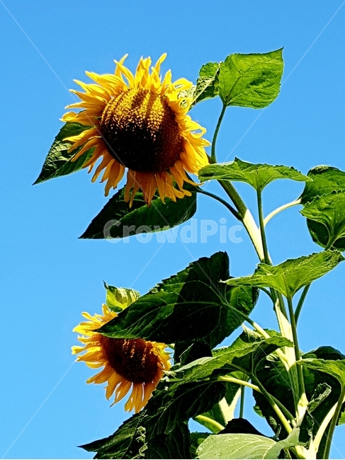 plant,식물,blossom,꽃,flower,sunflower,해바라기,파란하늘,식물,자연,plants,nature,꽃,flower