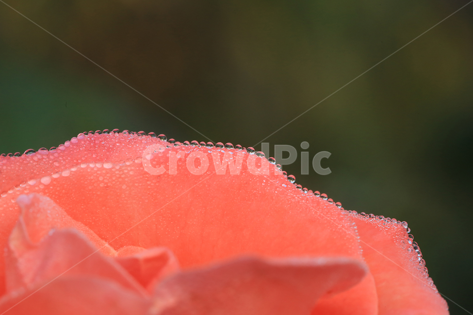 장미,꽃,이슬,일액현상,rose,flower,dew,식물,자연,plants,nature,꽃,flower