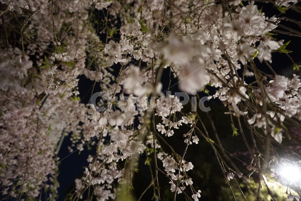 벚꽃,꽃,나무,봄,자연,cherryblossom,flower,tree,spring,nature,야경,밤,풍경,nightscape,night,landscape,식물,자연,plants,nature,꽃,flower,plant,blossom,cherry blossom