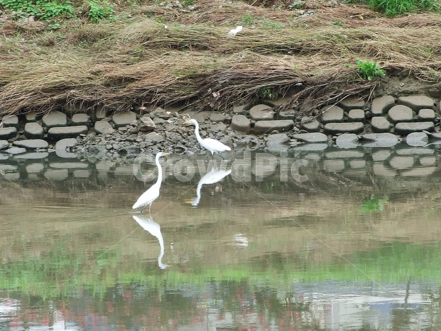 새,광주천,흰새,물가,동물,동물,animal,조류,새,birds