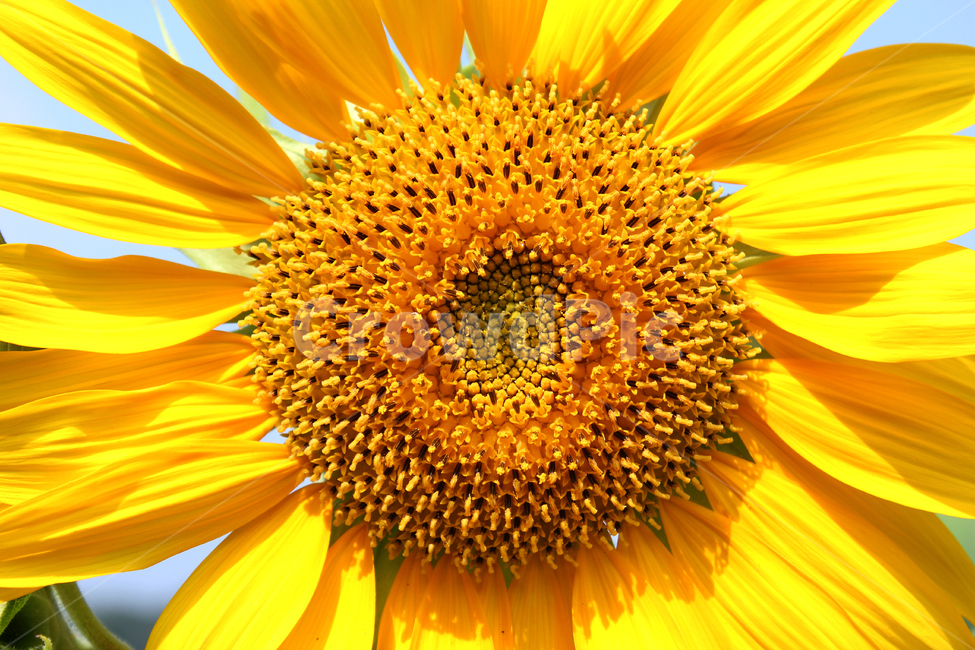 해바라기,해바라기꽃,꽃,노랑,노란색,하늘,자연,잎,식물,여름,blue,bright,field,flower,garden,green,landscape,leaf,natural,nobody,outdoor,plant,sky,summer,sun,sunflower,yellow,클로즈업,씨앗,꽃잎,한국,식물,자연,plants,nature,꽃,flower