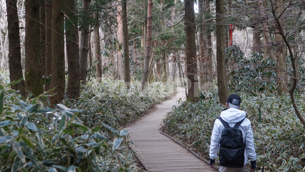 한라산,산책로,나무,산책길,감성,building,건물,bridge,다리,boardwalk,친구