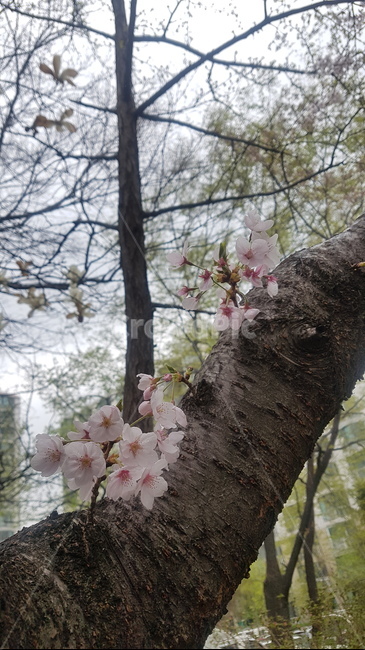 벚꽃,자연,벚꽃나무,힐링,휴식,꽃,봄,tree,갈색,핑크,pink,flower