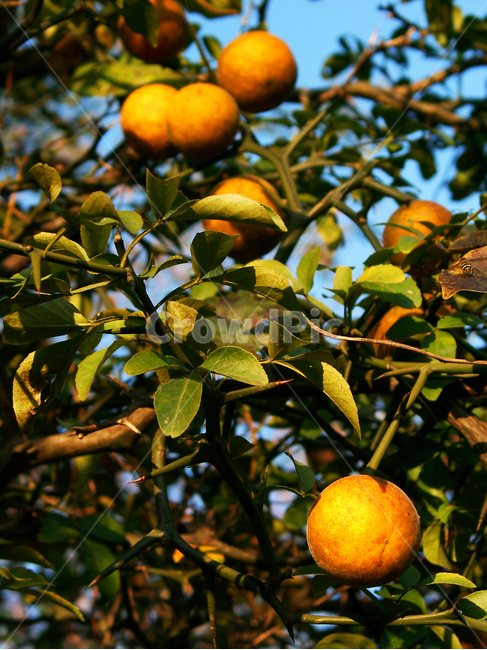 탱자,과일,약용식물,탱자나무,탱자열매,과일,열매,fruit