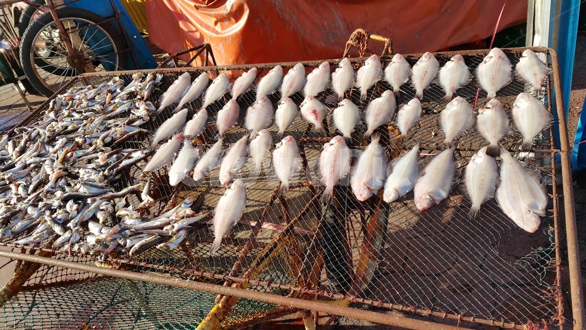 생선,물고기,건조,어류,생물,fish,dry,음식,식재료,요리,food,cook,meal,dishes,food reserves,수산물,해산물,fishery products,seafood