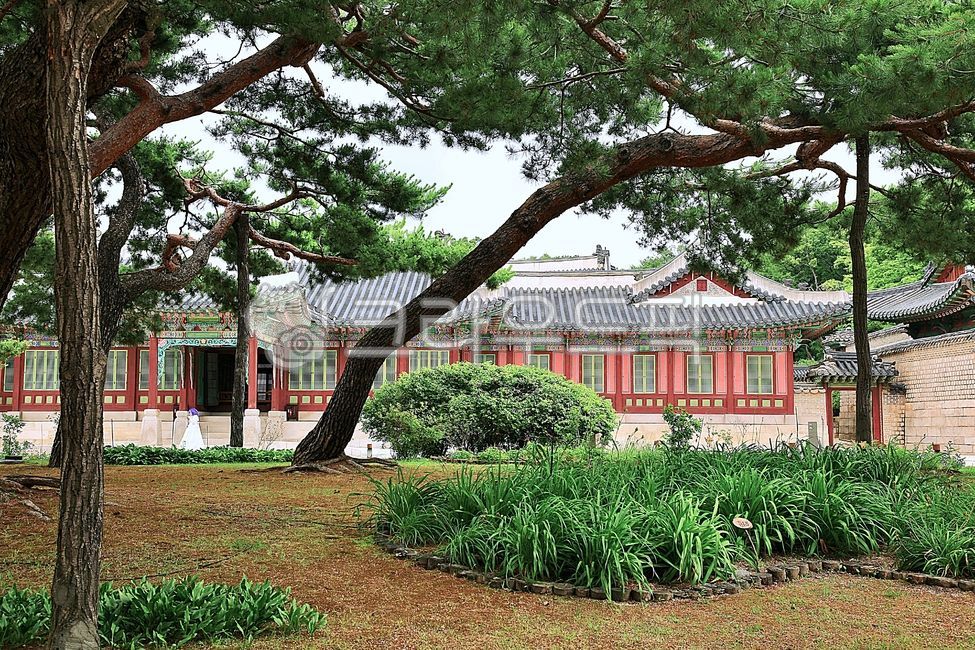 Palace,nature,world cultural heritage,tree,historic site,Korean meaning,building,historical architecture,Cultural Heritage,outdoors,pavilion,Changdeokgung Palace,UNESCO World Heritage Site,Heejeong Party,garden,Dancheong,architecture