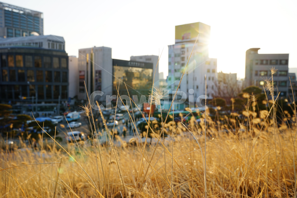건물,도로,공원,강아지풀,노을,저녁,자동차,교통,풀,도시,풍경,city,landscape,한국도시풍경,한국도시경관,korea cityscape,grass,잔디,plant,식물