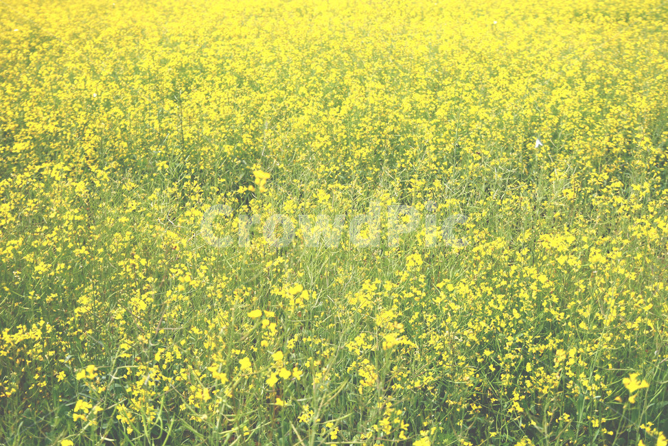 들,field,grassland,옥외,nature,자연,outdoors,꽃,봄,계절,spring,season,목초지