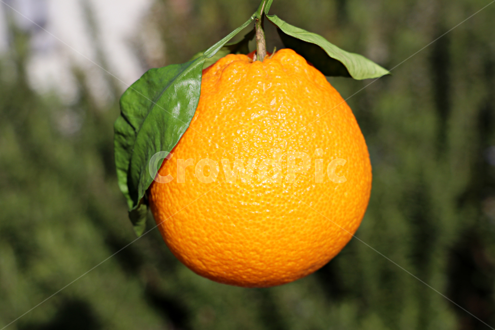 한라봉,감귤류과일,citrusfruit,fruit,과일,orange,주황색,food,plant,식물,음식,식재료,요리,food,cook,meal,dishes,food reserves,과일,열매,fruit
