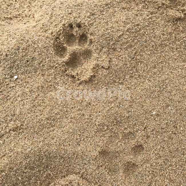 강아지,발바닥,모래,귀여움,소중함