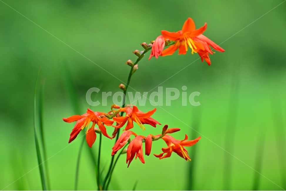 plant,식물,blossom,flower,꽃,애기범부처,식물,자연,plants,nature,꽃,flower