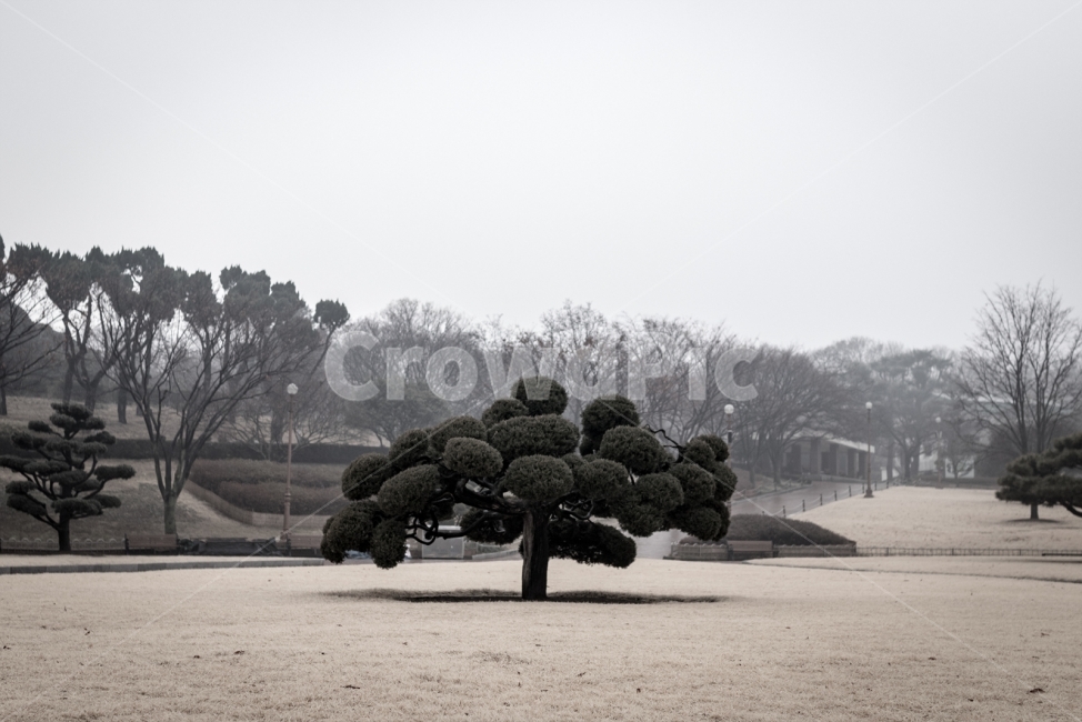 나무,대구,분위기,스냅,풍경,식물,자연,plants,nature,나무,trees,wood