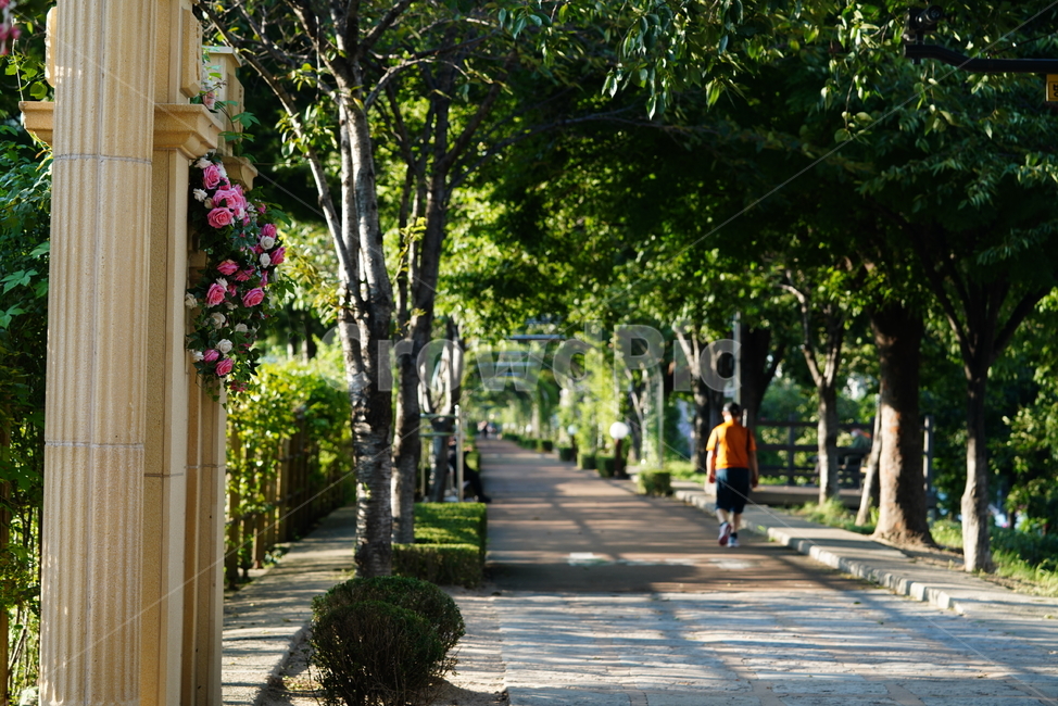 flower,꽃,식물,생명,생물,길,숲,outdoors,식물,자연,plants,nature