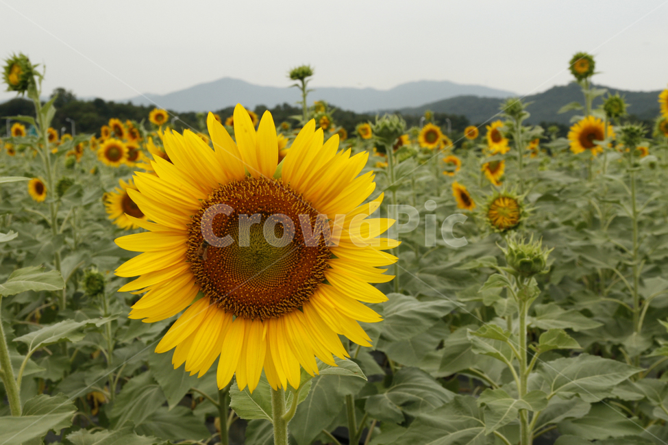 해바라기,꽃,여름,풍경,군락지,여름,계절,summer,season,가을,fall,autumn,식물,자연,plants,nature,꽃,flower,plant,blossom