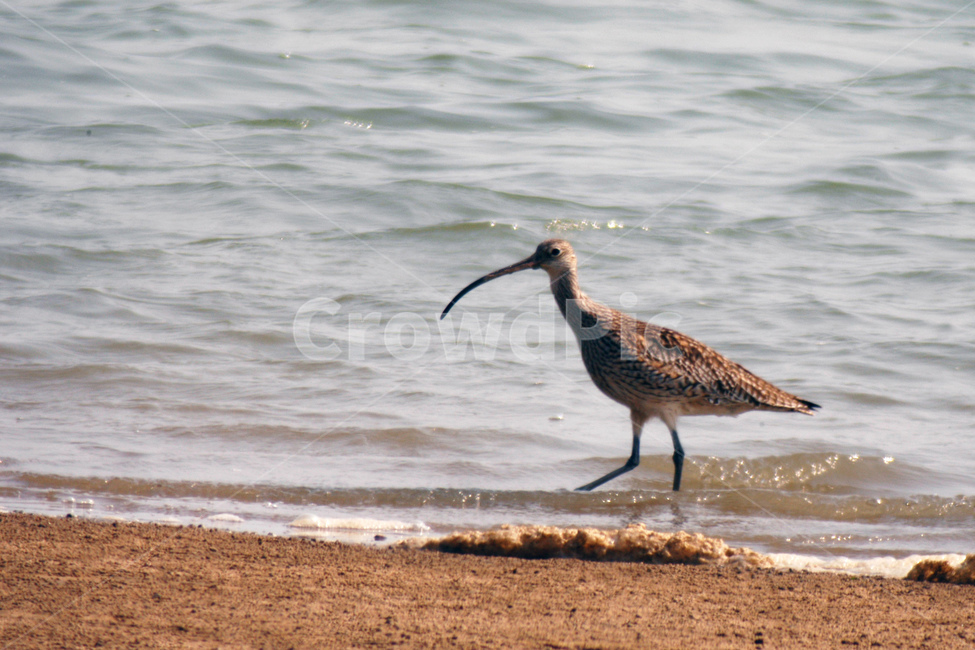 철새,갯벌,새,습지,생태,동물,animal,조류,새,birds